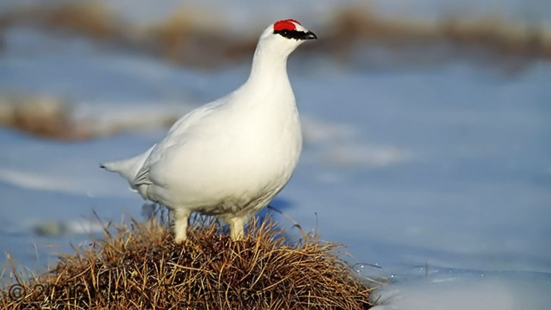 Тундряная куропатка (lagopus mutus