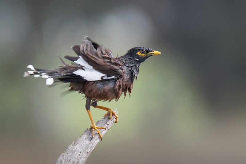 Майна обыкновенная (common Myna).