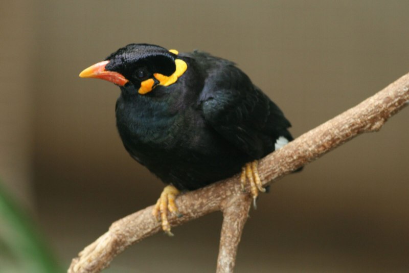 Майна обыкновенная (common Myna).