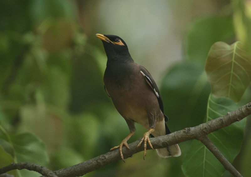 Майна (Acridotheres tristis)