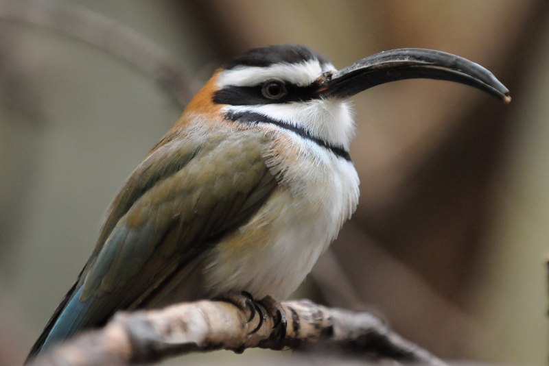 Пухляк (Parus montanus)
