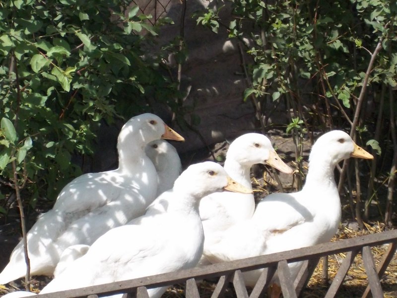 Утки породы кряква