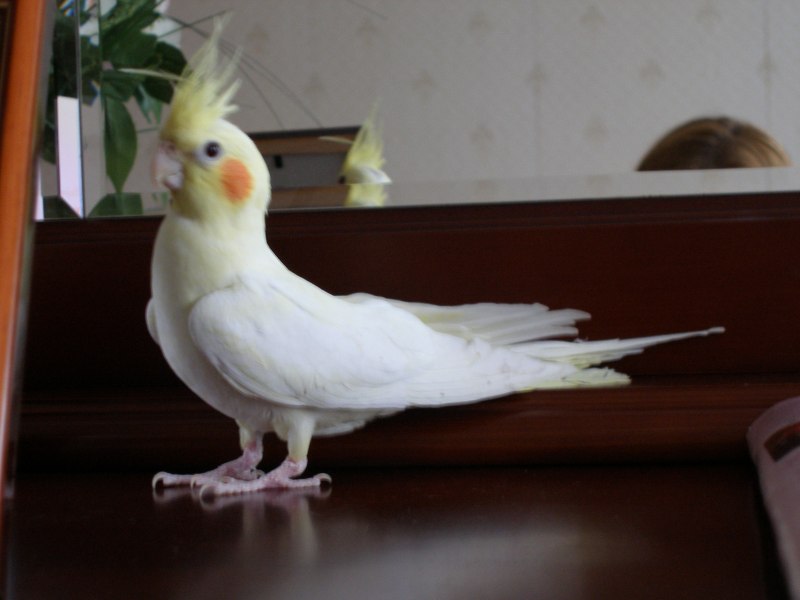 Попугай корелла