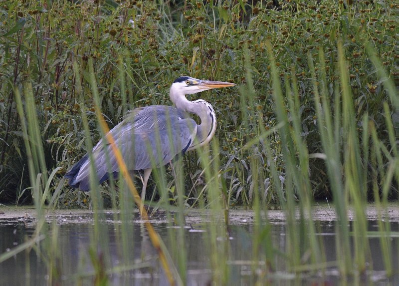 Garrulus glandarius