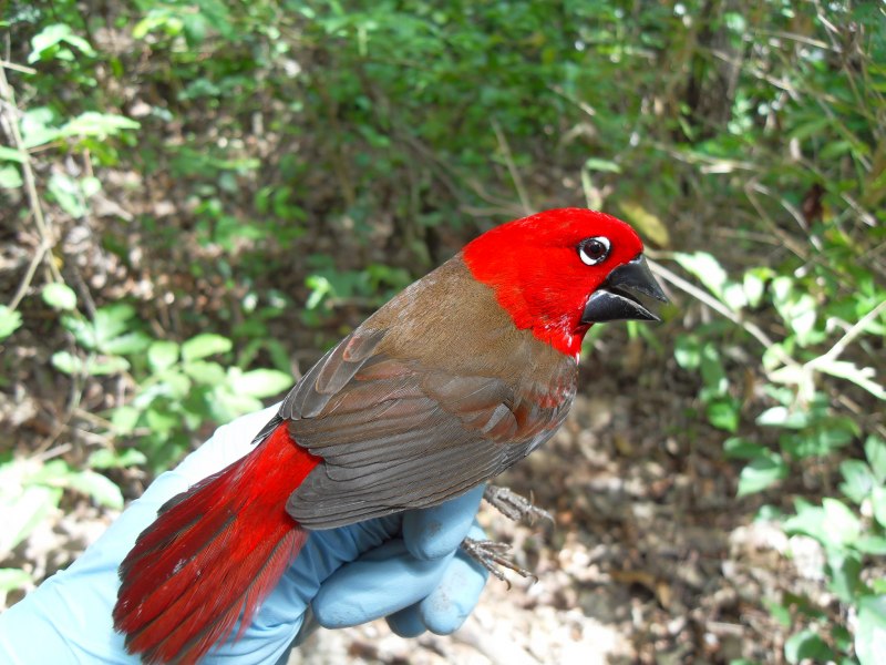 Crimson Seedcracker