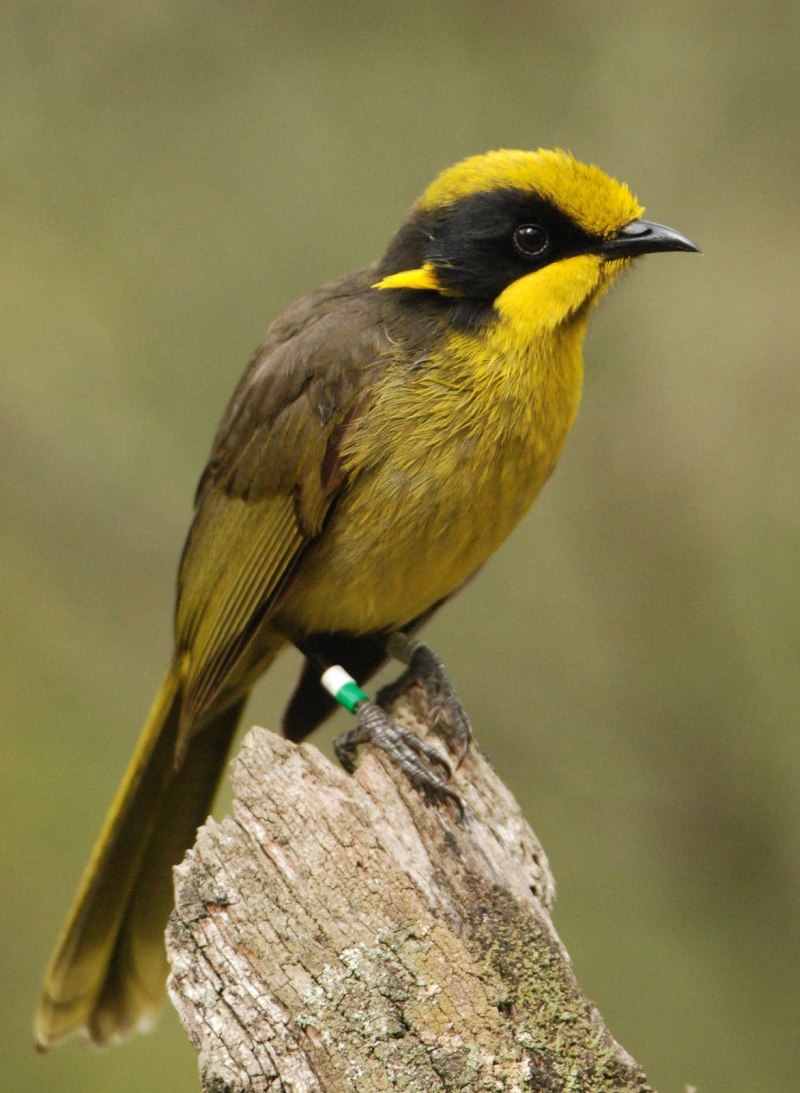 Lichenostomus melanops)