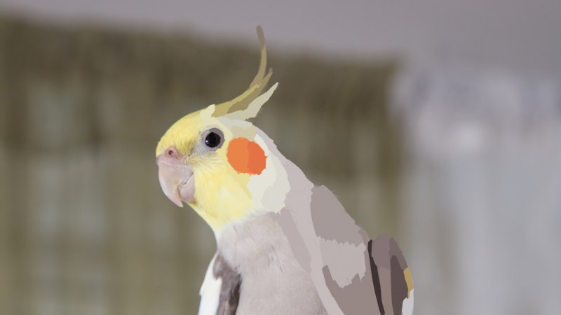 Корелла Cockatiel