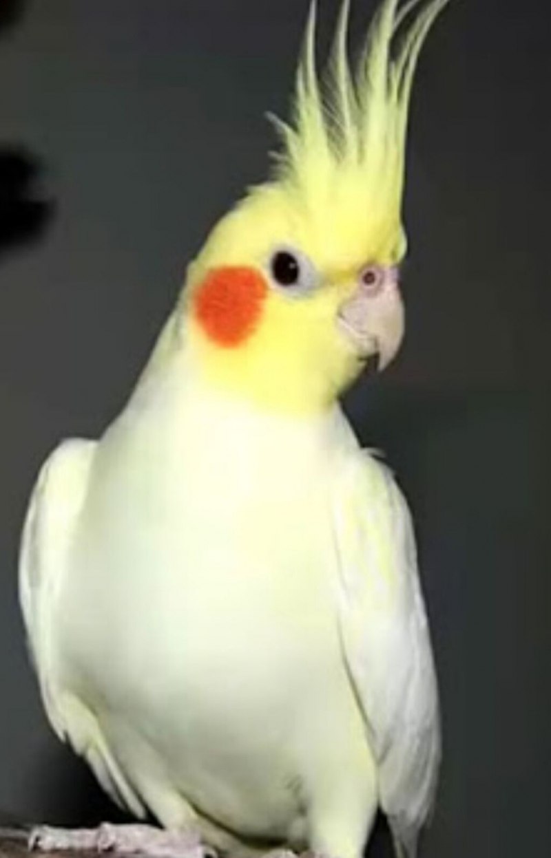 Какаду и корелла гибрид