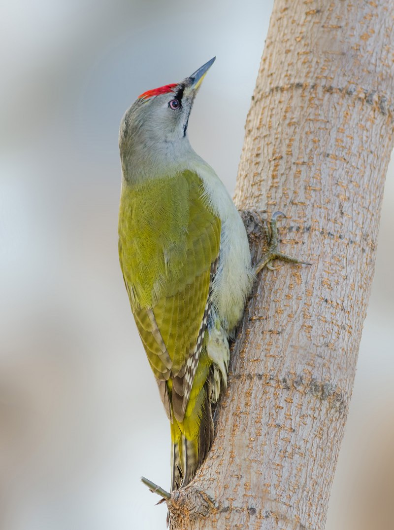 Picus viridis (зеленый дятел)