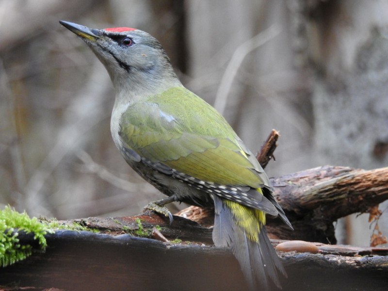Picus viridis (зеленый дятел)