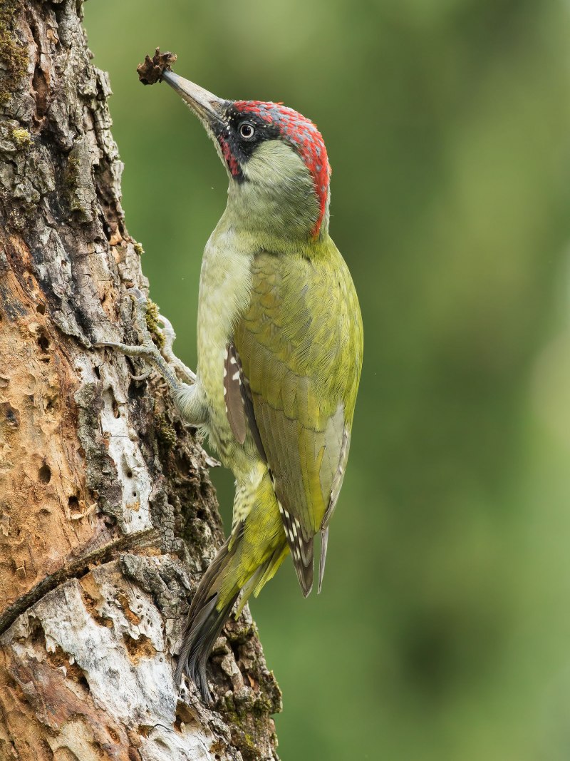 Picus viridis (зеленый дятел)
