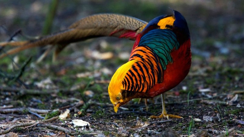 Cock Pheasant