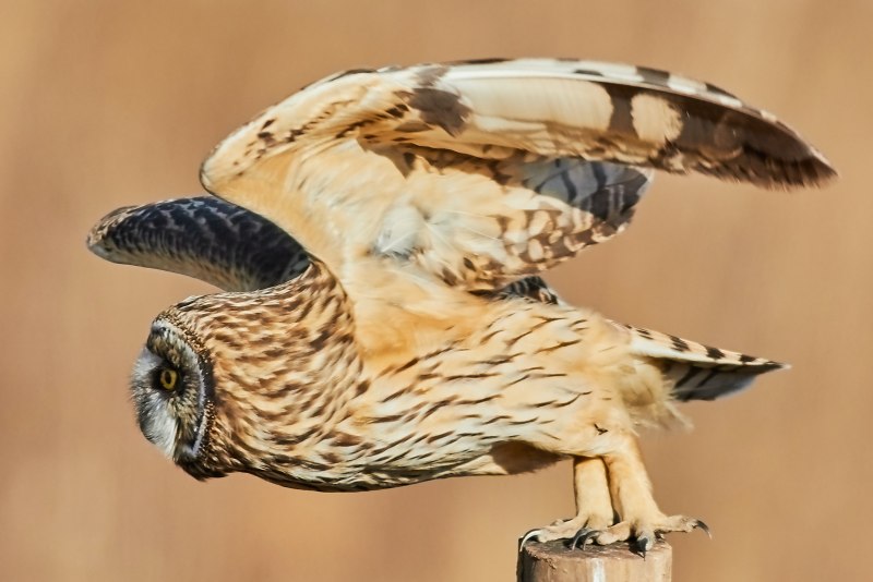 Apteryx haastii