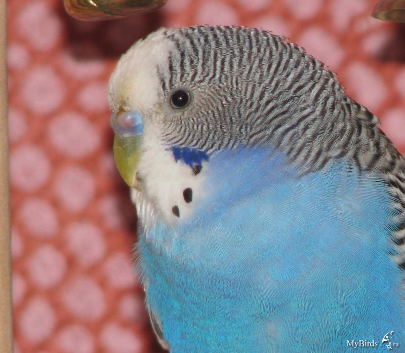 Волнистые попугаи разговаривают или нет (49 фото)