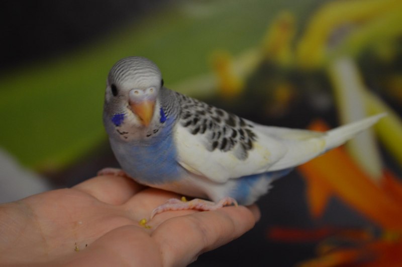 Попугайчик волнистый (Melopsittacus undulatus)