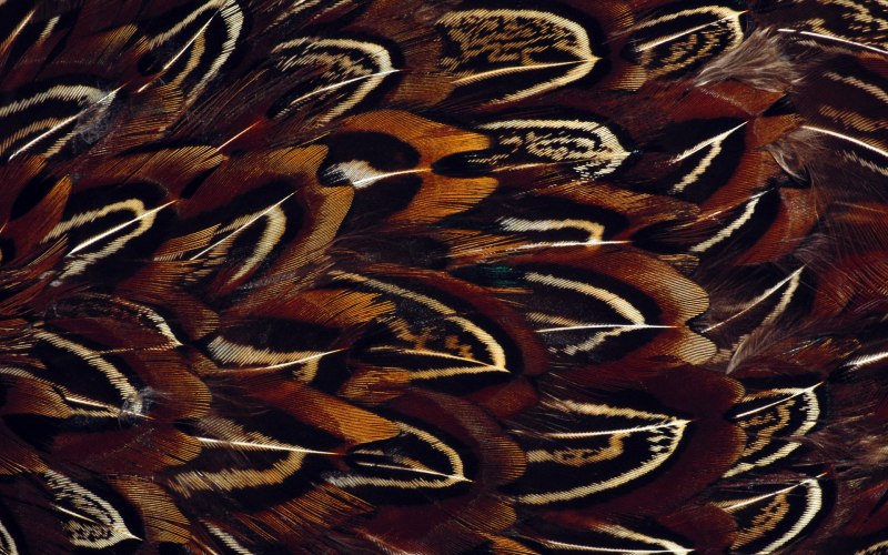 Ирис Pheasant Feathers