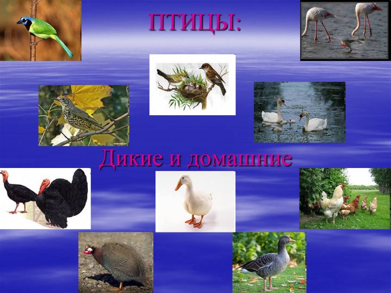 Птицы презентация 1 класс