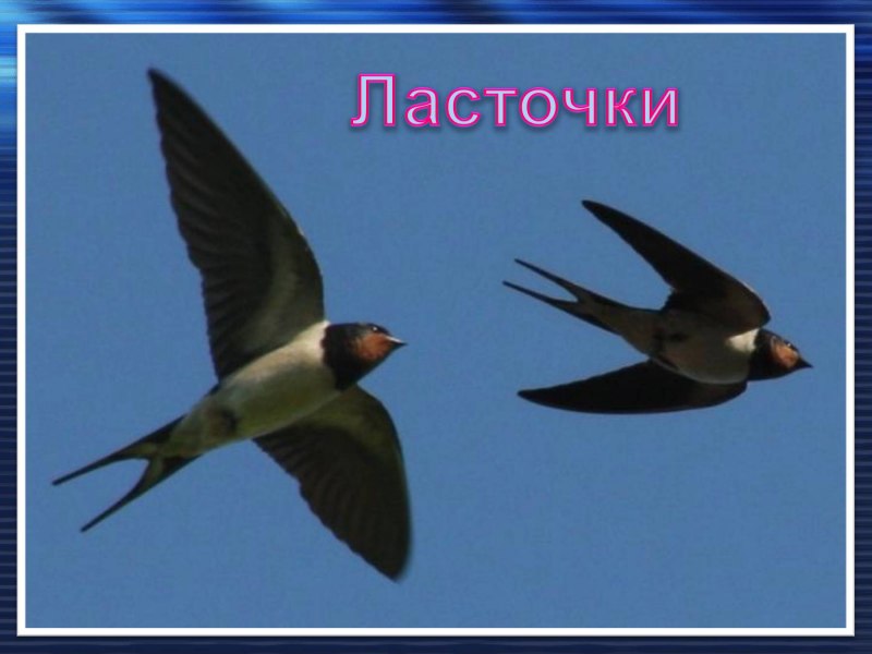 Ласточка Перелетная