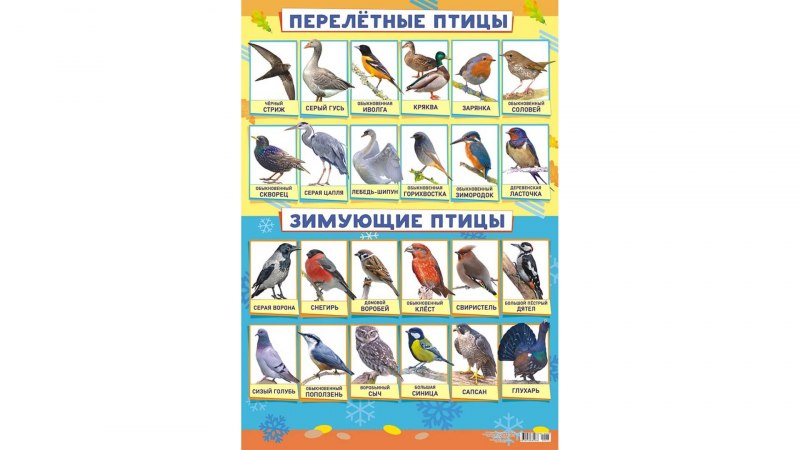 Плакат перелетные и зимующие птицы
