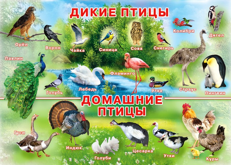 Дикие и домашние птицы для дошкольников