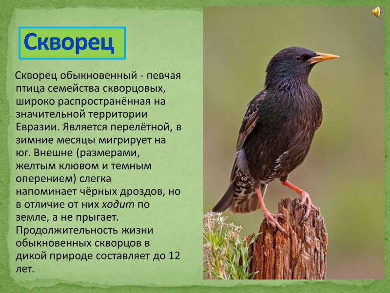 Скворец красная книга