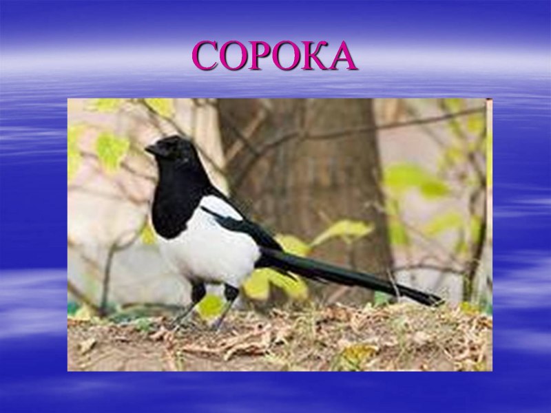 Сорока Перелетная