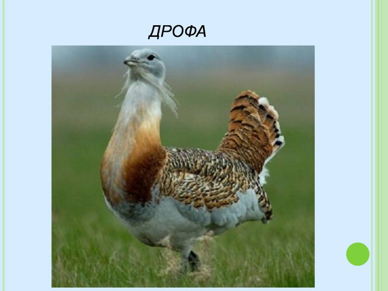 Дрофа Калмыкия
