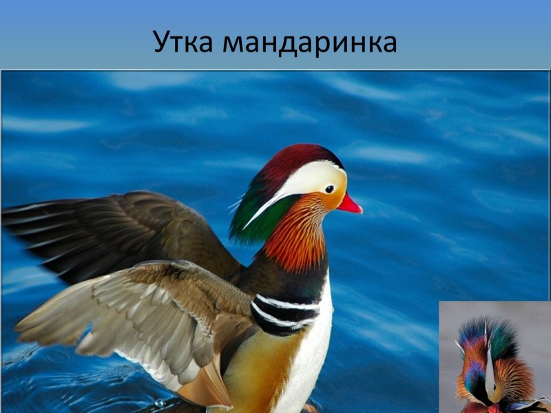 Утка Мандаринка на Сахалине