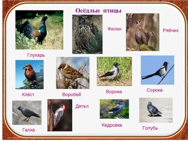 Оседлые птицы названия