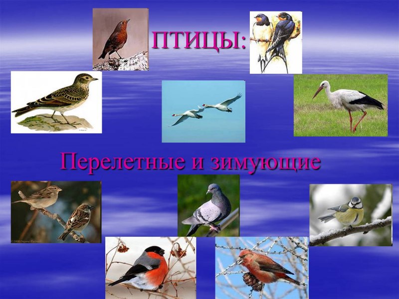 Перелетные и зимующие птицы