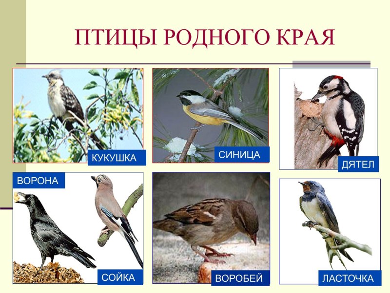 Птицы родного края