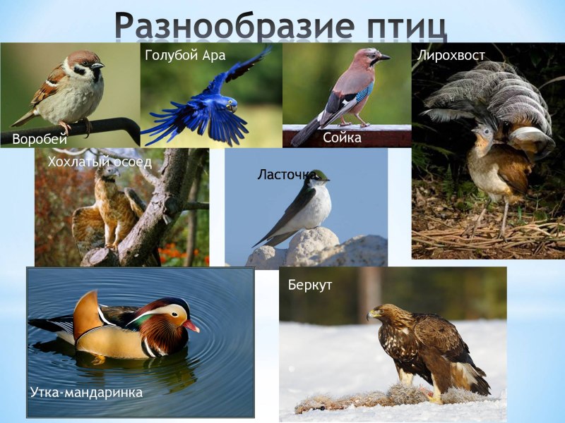 Многообразие птиц
