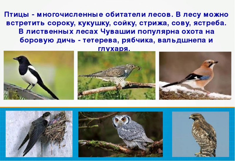 Птицы Чувашии
