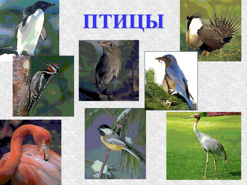 Царство птиц
