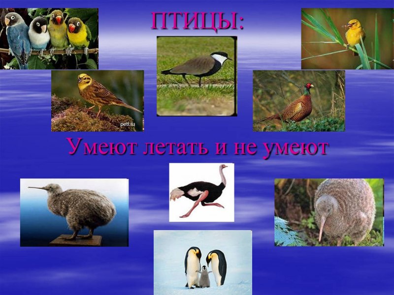 Нелетающие птицы список