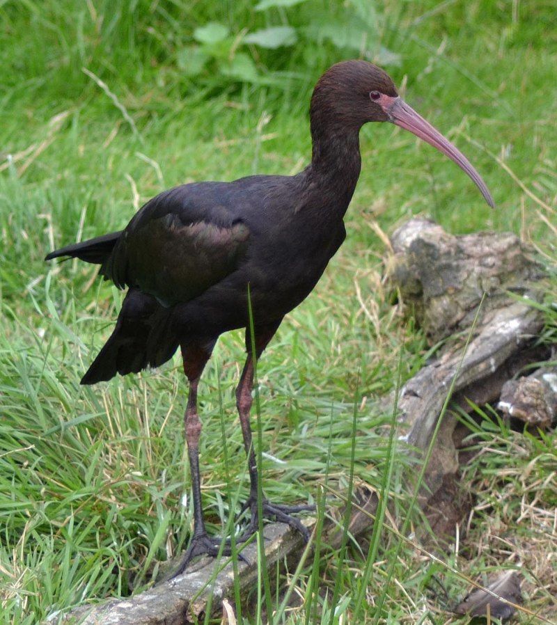 Plegadis ridgwayi