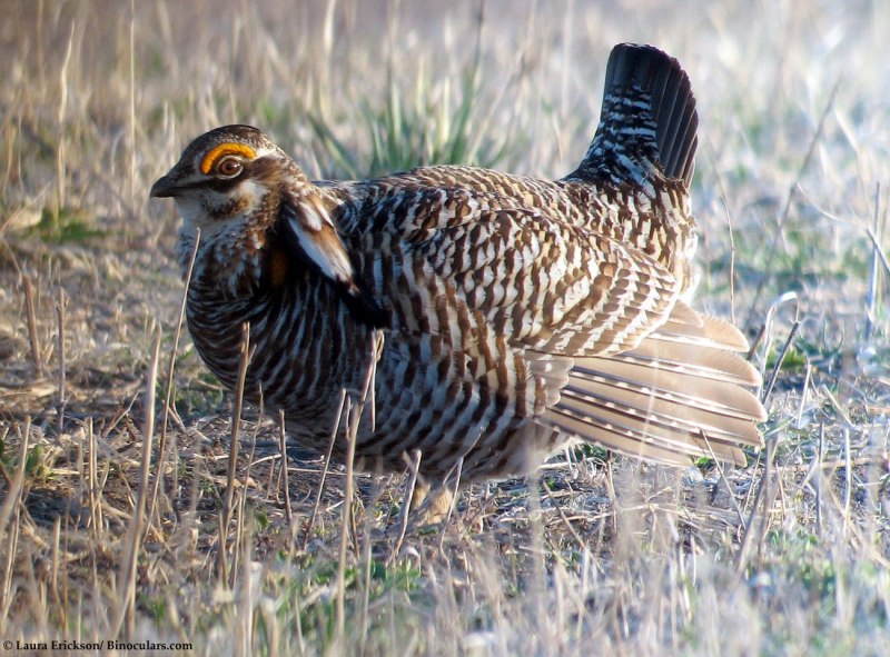 Семейства Тетеревиные (Tetraonidae)