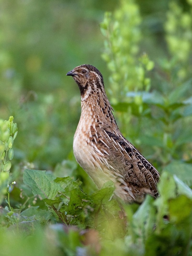 Перепел Coturnix Coturnix
