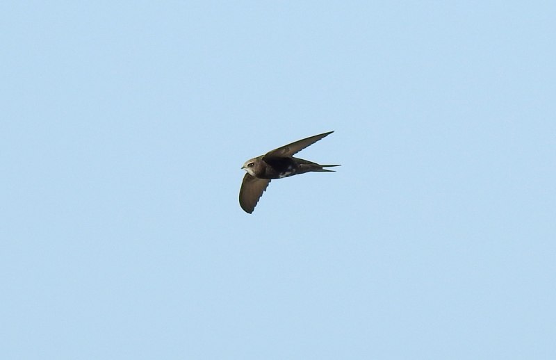 White-Rumped Swift