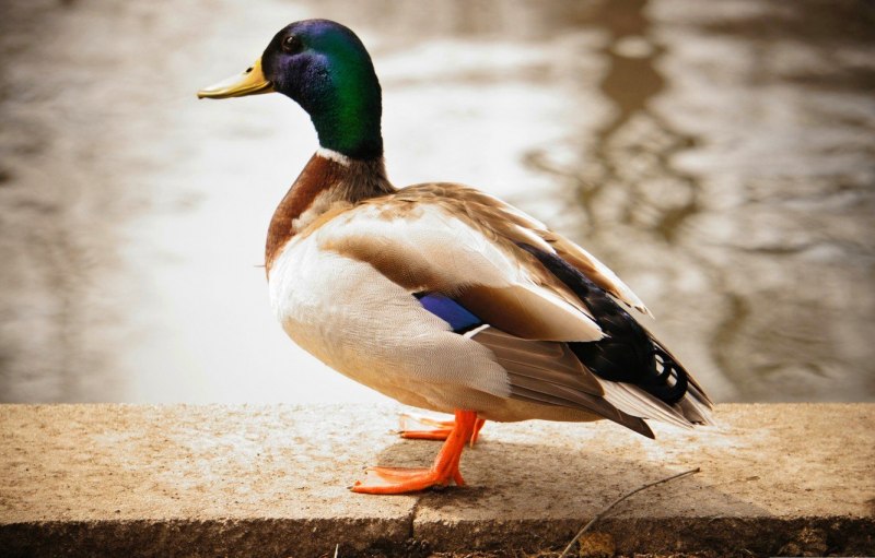 Артикул Boville Duckegg