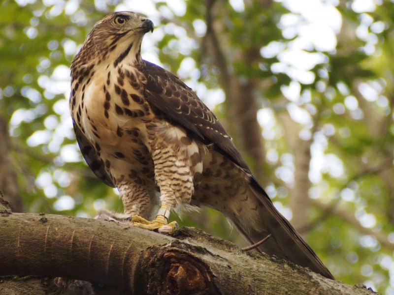 Тетеревятник (Accipiter gentilis)