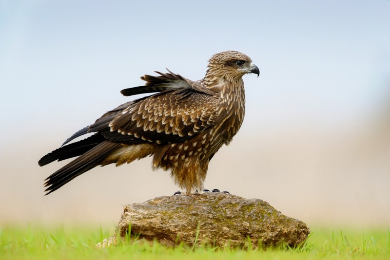 Ястреб - тетеревятник (Accipiter gentilis)