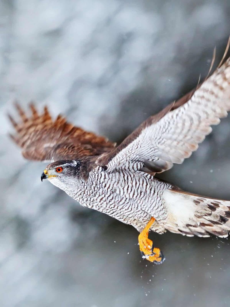 Ястреб - тетеревятник (Accipiter gentilis)