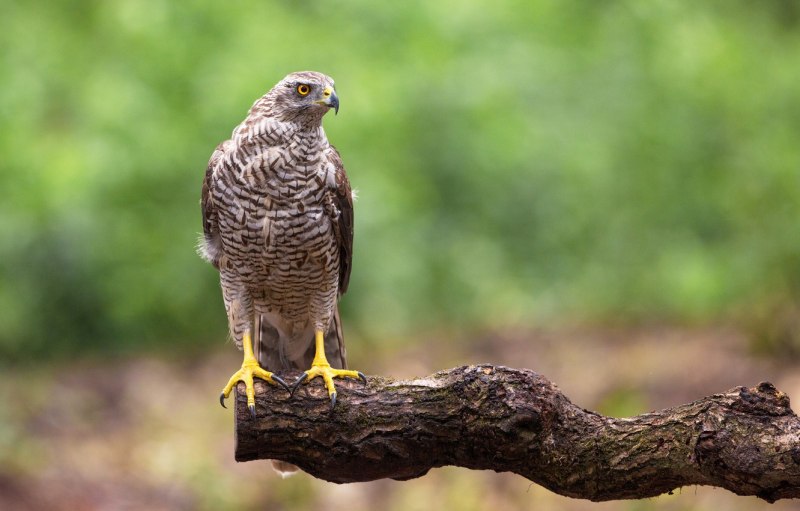 Ястреб - тетеревятник (Accipiter gentilis)