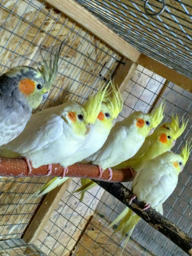 Корелла и Розелла