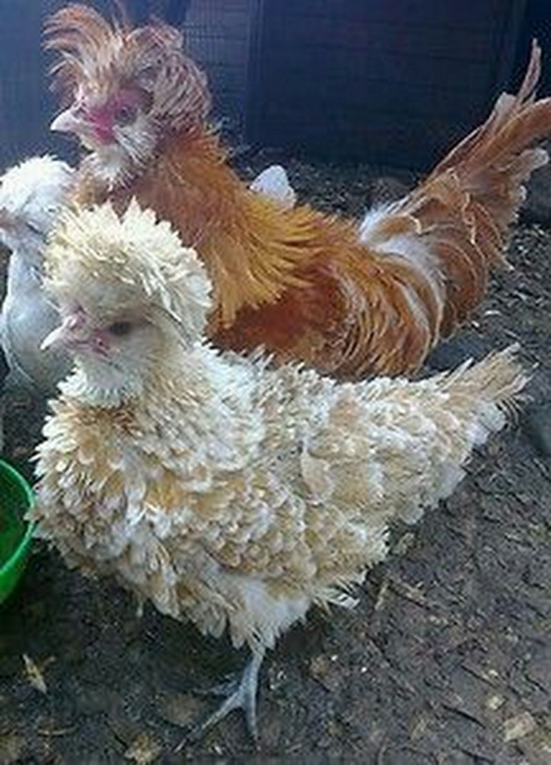 Бородатый кохинхин