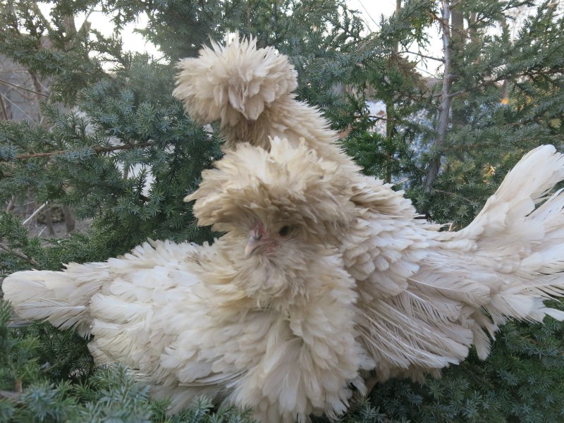 Кохинхин карликовый кучерявый