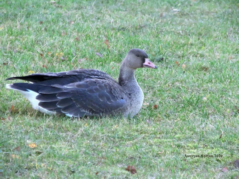 Канадская казарка Branta canadensis