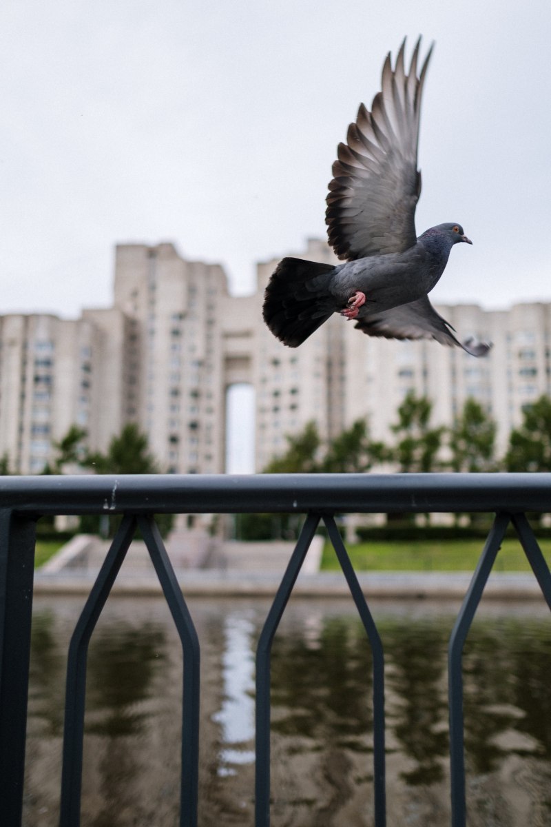 Голуби в городе