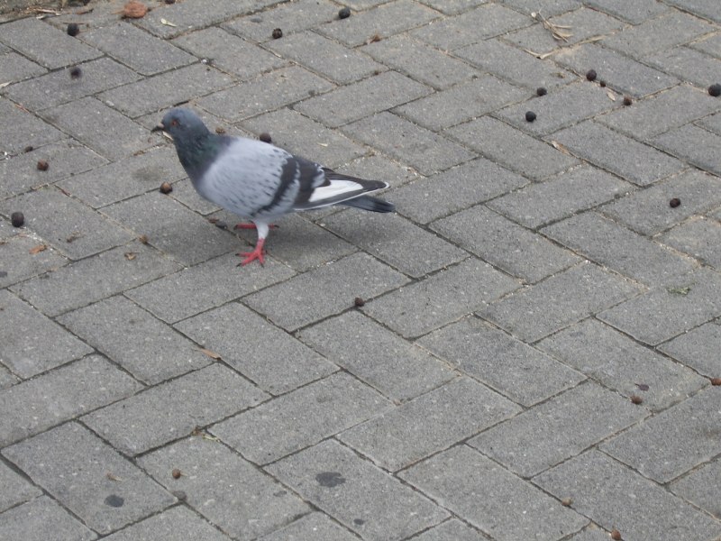 Sea Pigeon